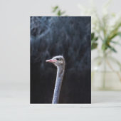 ダチョウポートレート 案内状 (スタンド正面)