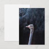 ダチョウポートレート 案内状 (正面/裏面)