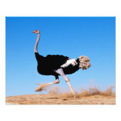 ダチョウラン20x16 フォトプリント (正面)
