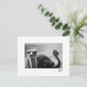 ダチョウ問題 ポストカード (スタンド正面)