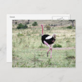 ダチョウ走 ポストカード (正面/裏面)