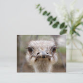 ダチョウ顔葉書 ポストカード (スタンド正面)