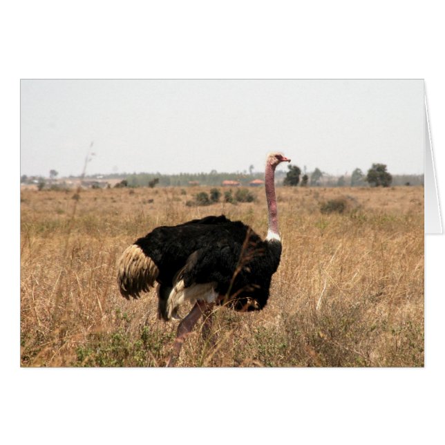 ダチョウ (正面横)