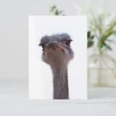 ダチョウ エンクロージャーカード (スタンド正面)