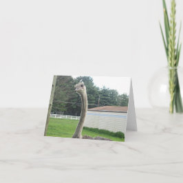 ダチョウ カード