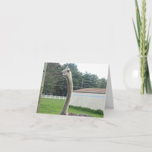 ダチョウ カード (正面)