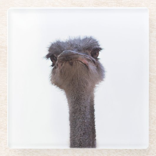 ダチョウ ガラスコースター (正面)