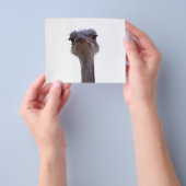 ダチョウ チラシ (手)