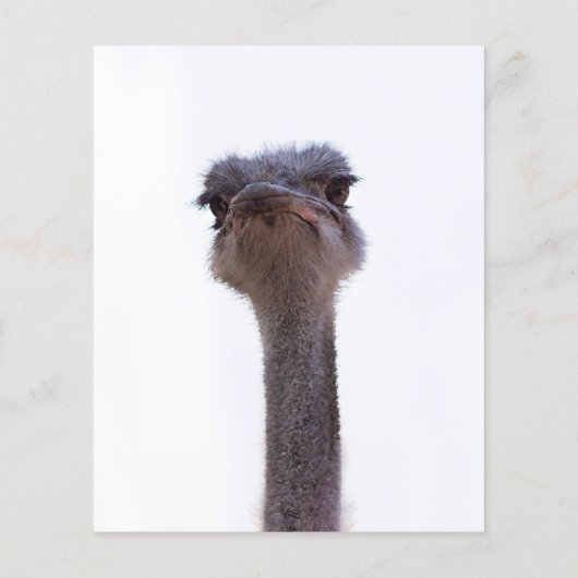 ダチョウ チラシ (裏面)