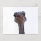 ダチョウ チラシ (正面)