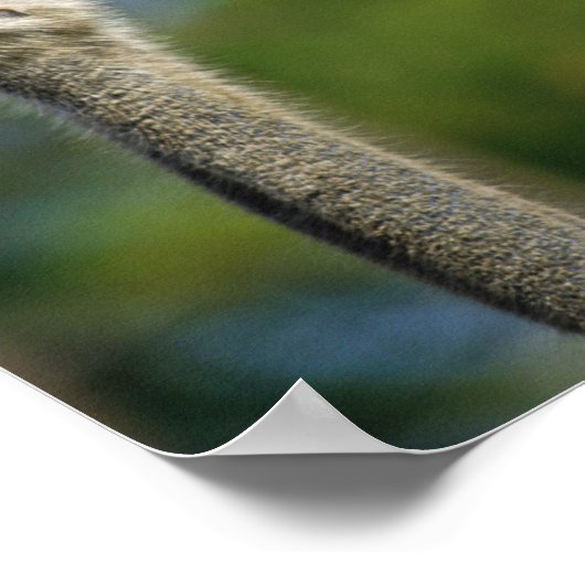 ダチョウ ポスター (角)