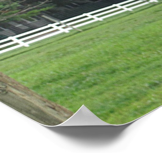 ダチョウ ポスター (角)