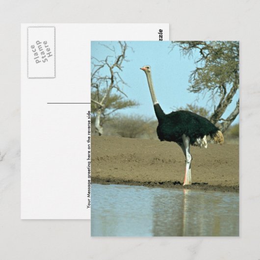ダチョウ ポストカード (正面/裏面)