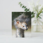 ダチョウ ポストカード (スタンド正面)