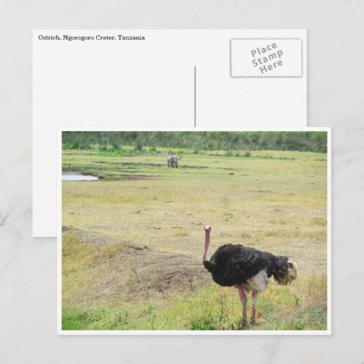 ダチョウ ポストカード (正面/裏面)