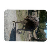ダチョウ マグネット (横)