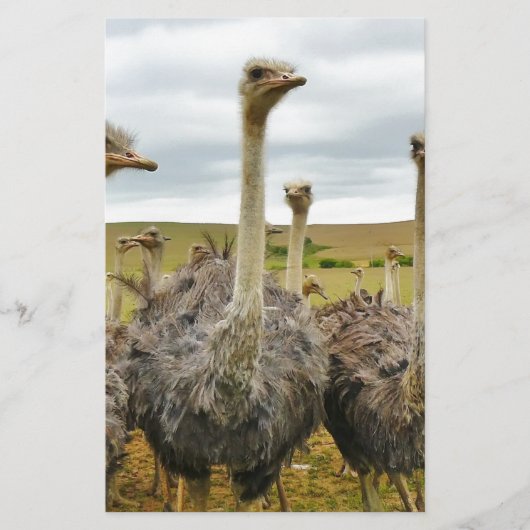 ダチョウ 便箋 (正面)