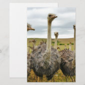 ダチョウ 便箋 (正面/裏面)