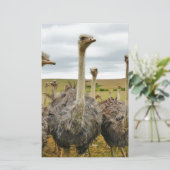 ダチョウ 便箋 (スタンド正面)