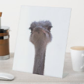 ダチョウ 台座サイン (インサイチュ)