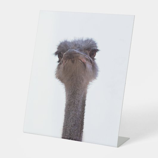 ダチョウ 台座サイン (正面)