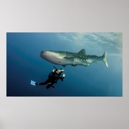 ダッキングは？ ポスター (正面)