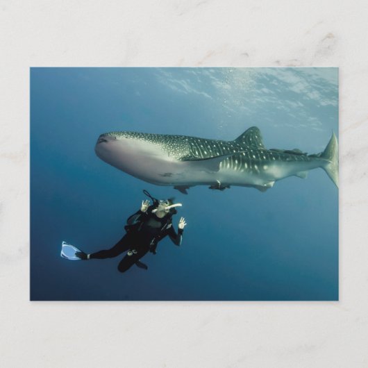 ダッキングは？ ポストカード (正面)