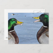 ダックおもしろいス ポストカード (正面/裏面)