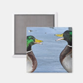 ダックおもしろいス マグネット (正面/裏面)