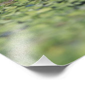 ダックウィードで大人のラナ・カテベイナ フォトプリント            (角)