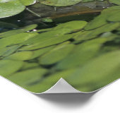 ダックウィードで大人のラナ・カテベイナ ポスター (角)