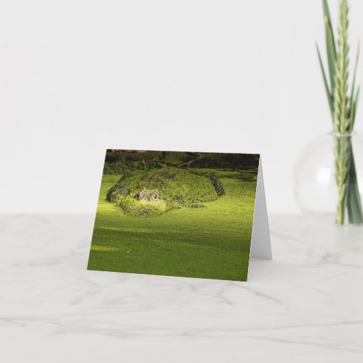 ダックウィードに潜むゲーター – 自然写真 カード (正面)