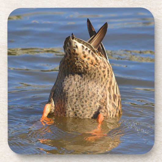 ダックコースター コースター (正面)