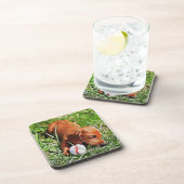 ダックスシャント子犬ボールクリスマスPosで草の中に敷設 コースター (右側)