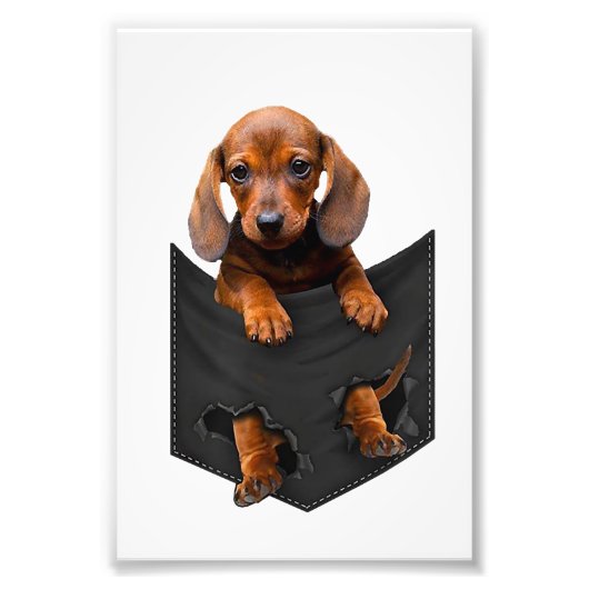 ダックスシュントのマイポケットウィーナー犬 フォトプリント            (正面)
