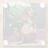 ダックスシュントはカントリーハウスのポーチオン誕生日 ガラスコースター (裏面)