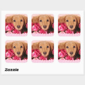 ダックスシュント子犬バラに囲まれた スクエアシール (シート)