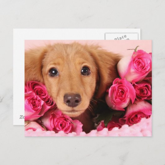 ダックスシュント子犬バラに囲まれた ポストカード (正面/裏面)