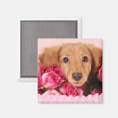 ダックスシュント子犬バラに囲まれた マグネット (正面/裏面)