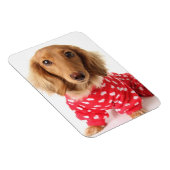 ダックスシュント子犬バレンタインの衣装を着て マグネット (右側)