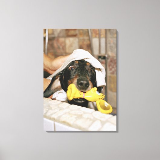 ダックスフントが浴びせられている。 キャンバスプリント (正面)