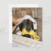 ダックスフントが浴びせられている。 ポストカード (正面/裏面)