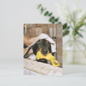 ダックスフントが浴びせられている。 ポストカード (スタンド正面)