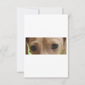 ダックスフントのクリームアイ サンキューカード (正面)