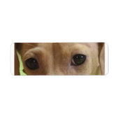 ダックスフントのクリームアイ ラベル (正面)