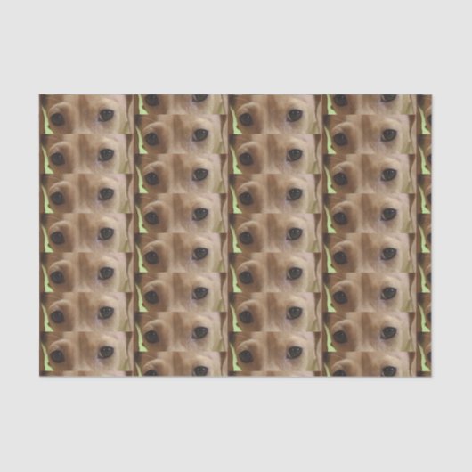 ダックスフントのクリームアイ 薄葉紙 (正面)