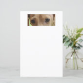 ダックスフントのクリーム目スクラップブック紙 (スタンド正面)