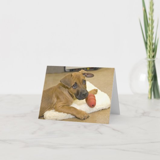 ダックスフントのメッセージカード3 カード (正面)