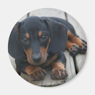 ダックスフントの子犬の黒 マグネット
