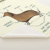 ダックスフントの解剖学 | Dachshund愛犬家 シェルパブランケット (3/4)